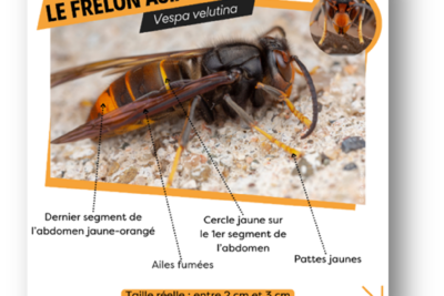 Agrandir l'image 2 sur 2, fenêtre modale