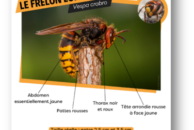 Agrandir l'image 1 sur 2, fenêtre modale